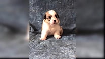Baby Dogs - Cute Dog Videos Compilation