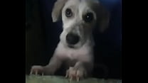 Perro cachondo lo hace de nuevo