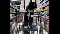Cat on the cart