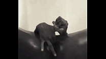 Masturbation: Black bitch having a good time alone