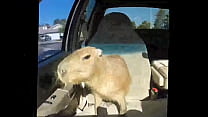 Capybara