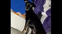 Ověřovací video