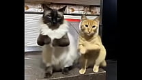 Gatitos esponjositos bailando