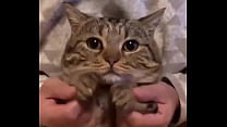 Gatinho fofo