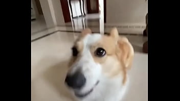 Pim pim pow pow pow pim