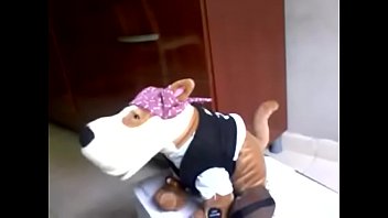 meu cão spok pirata