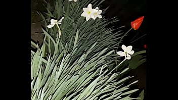 thumb first i invited  my neighbor to admire the flo  admire the flo admire the flowe