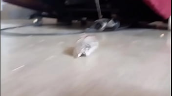 Un pinchi hamster todo bonito