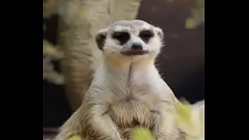 Vidéo De Vérification