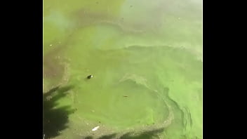 ninja turtles braiding under water