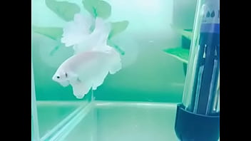 Vidéo De Vérification