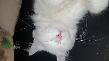 Vidéo De Vérification