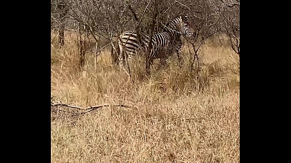 Risky outdoor sex with French teen Angel Emily - MySexMobile