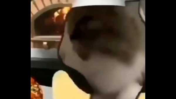 naughty cat massaging hot pizza Thumbnail